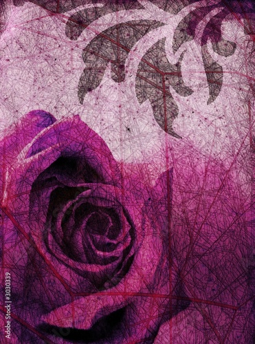 purple rose background #3030339