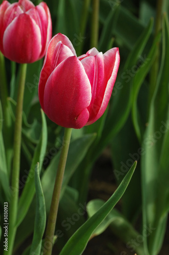 pink tulip with white edge