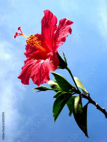 hibiscus flower