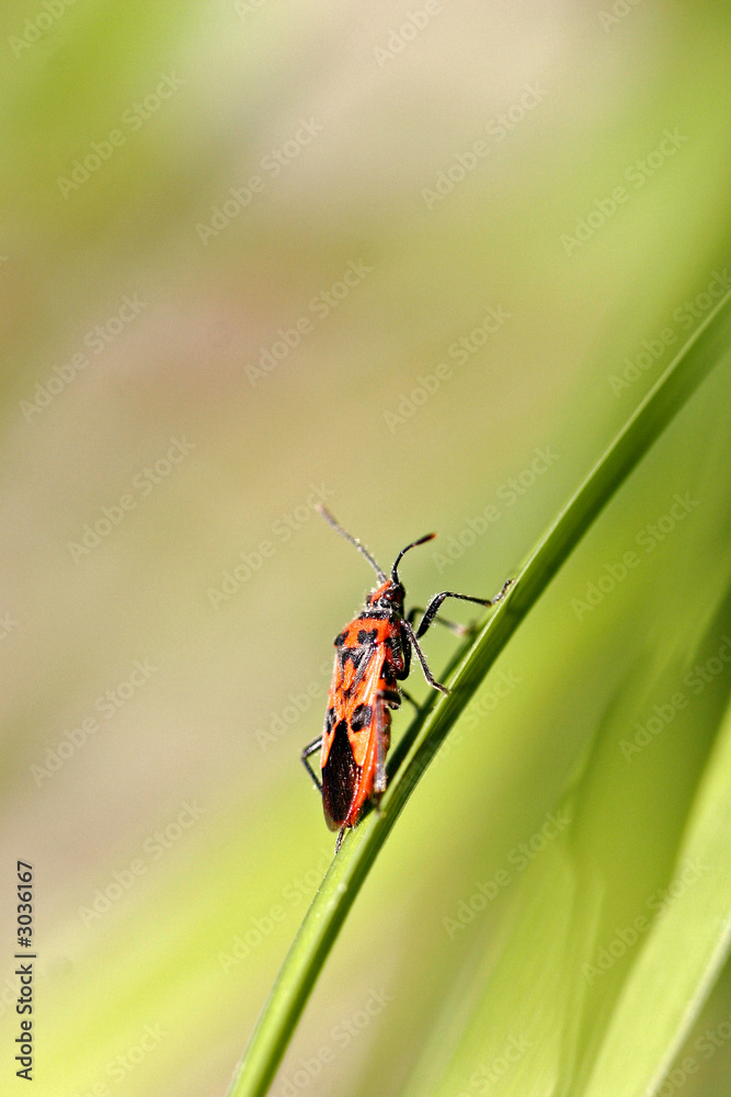 insecte rouge insecte rouge