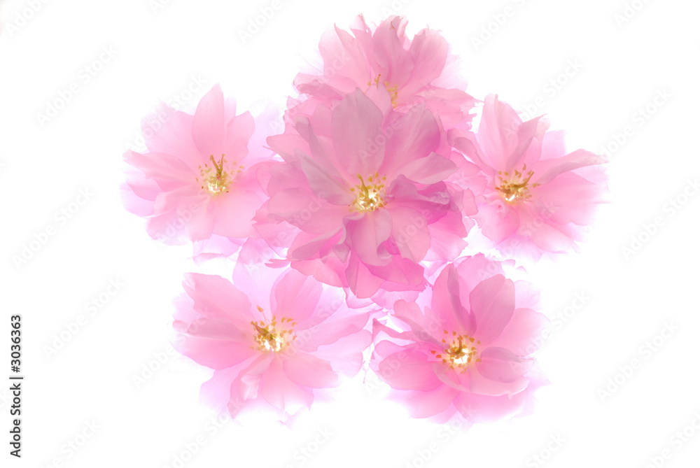 pink flowrs pink flowrs