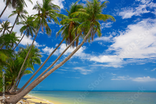 Картината върху платно tropic palms