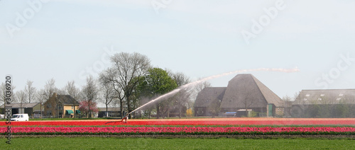 dutch flowers photo