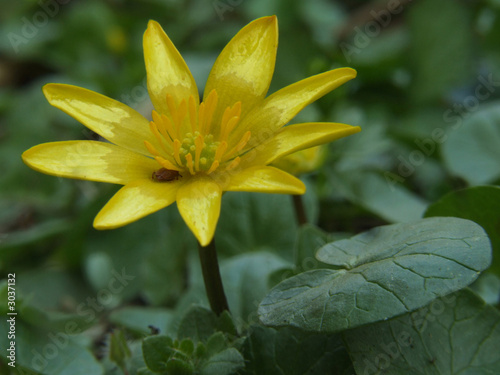 scharbockskraut photo
