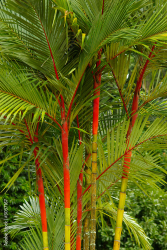 big colored bamboo on penang island #3037167