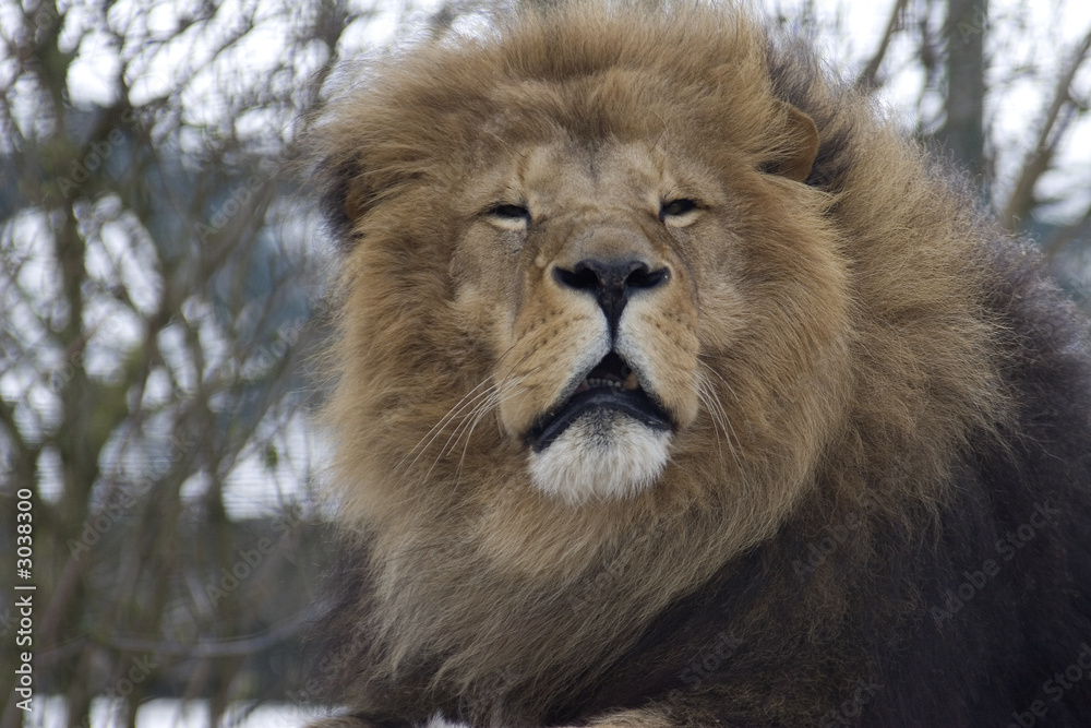 Obraz premium lazy lion