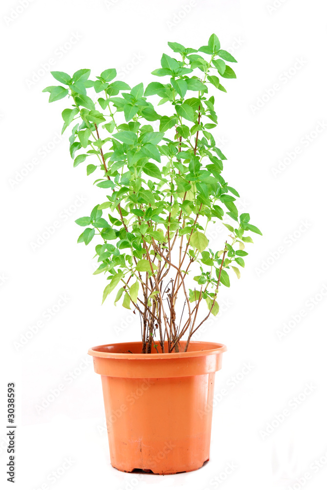Fototapeta premium basil