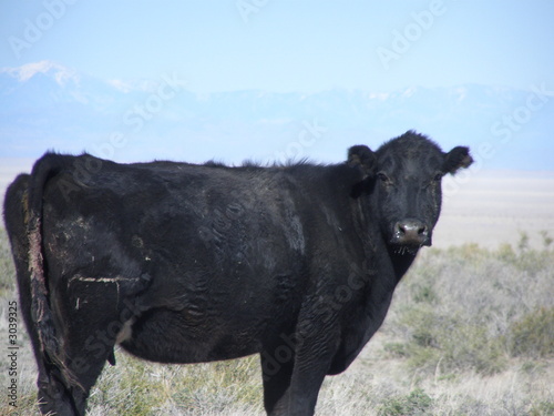 black angus cow