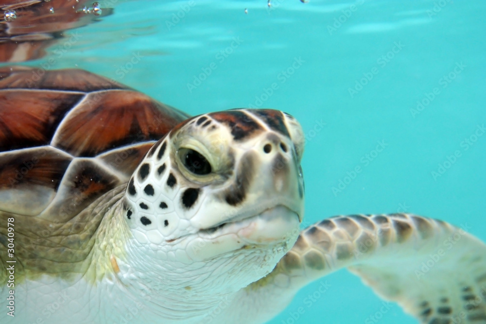Fototapeta premium water turtle