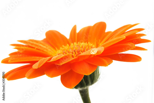 gerbera (5)