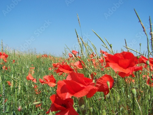 klatschmohn photo