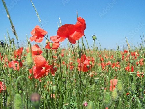 klatschmohn photo