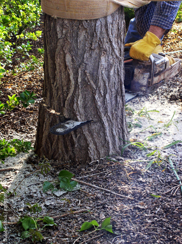 Fototapeta premium man cutting through trunk of tree with chainsaw