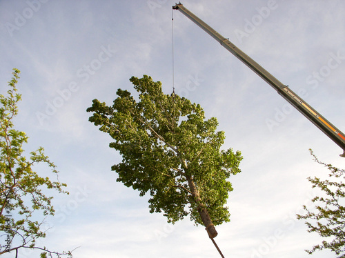 crane lifting an entire tree up into the air