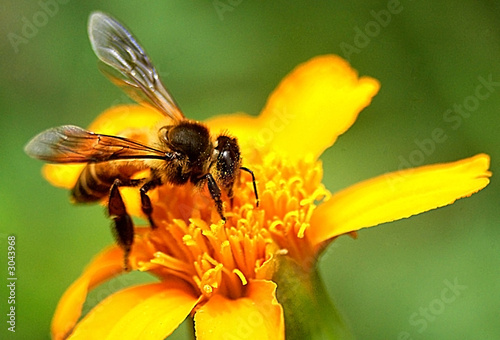 bees and pollen photo