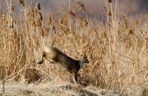 wetland deer