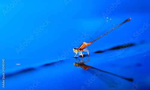 damselfly on leave just below the water surface