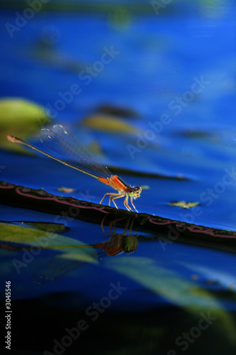 damselfly on leave