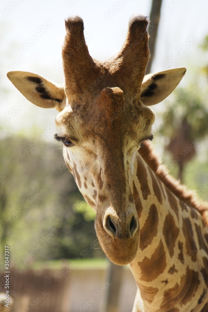 Obraz premium escorzo jirafa