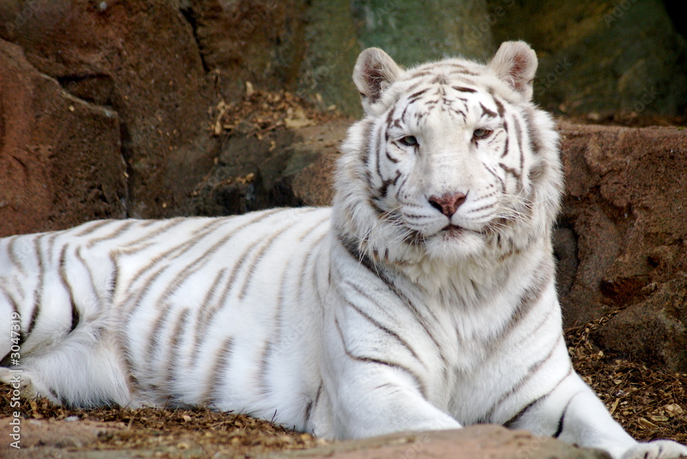 Naklejka premium tigre blanco