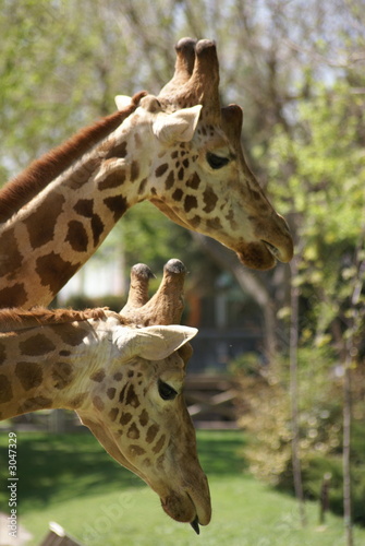 jirafas cabezas perfil