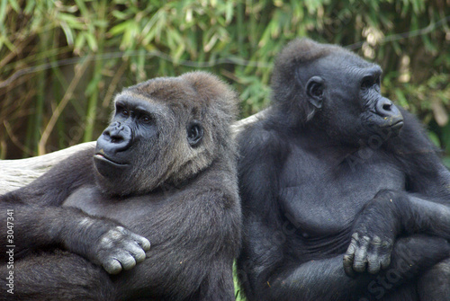 gorilas © Alfredo Lopez