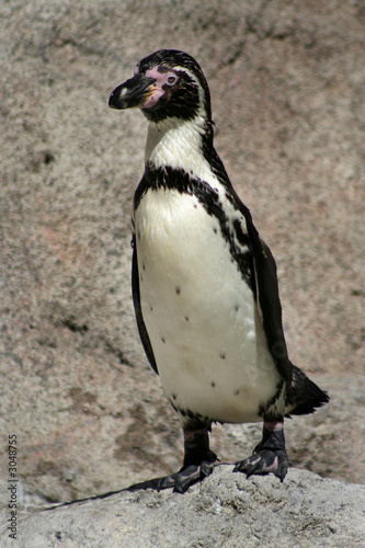 penguin standing on rock