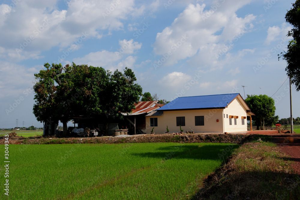 trees, farm house and paddy field