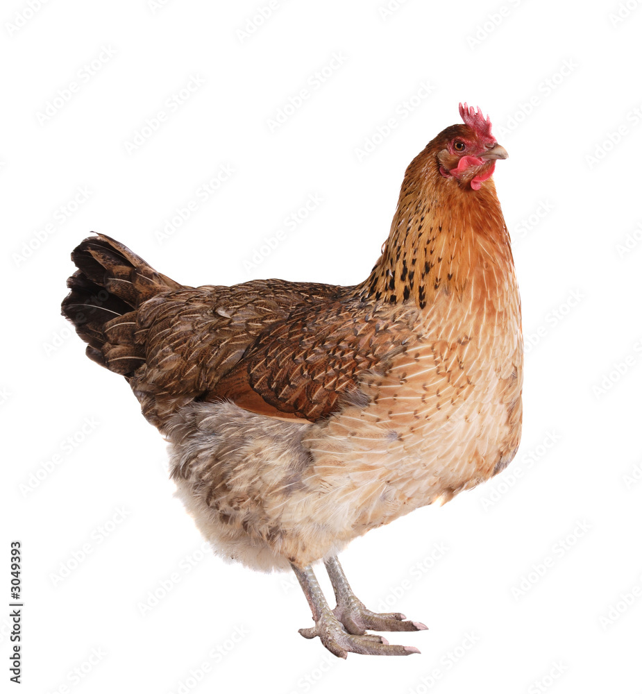 Fototapeta premium chickens