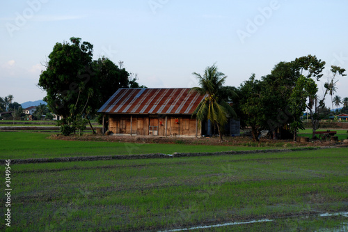 trees, farm house and paddy field