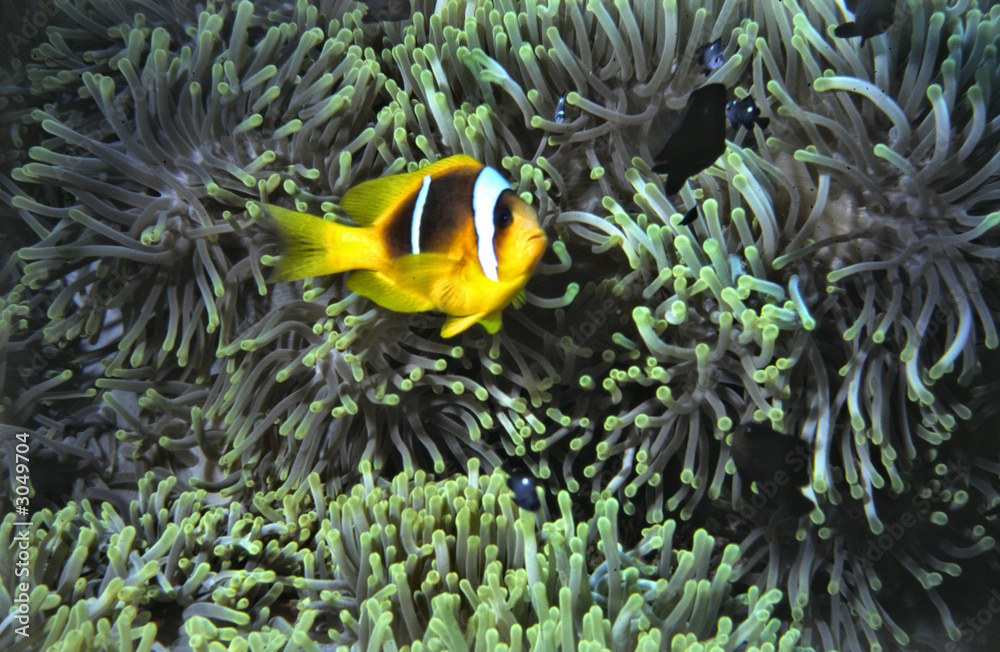 nemo nemo