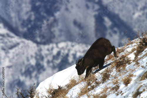 goral