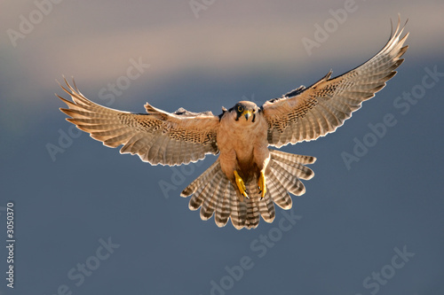 Fotografie lanner falcon landing