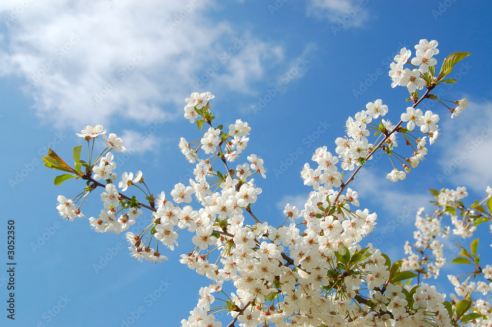 mandelbaumblüte mandelbaumblüte
