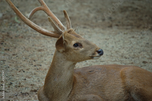 deer photo