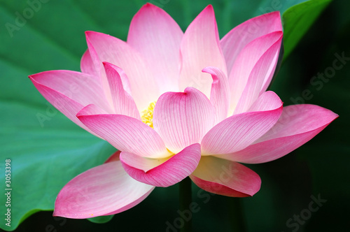blooming lotus flower