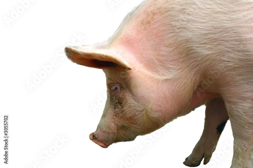 pig