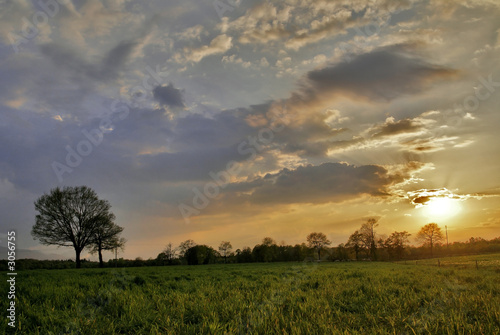 le soleil et l'arbre