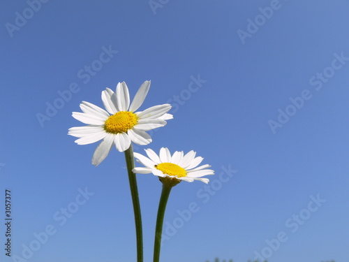 couple sur fond bleu