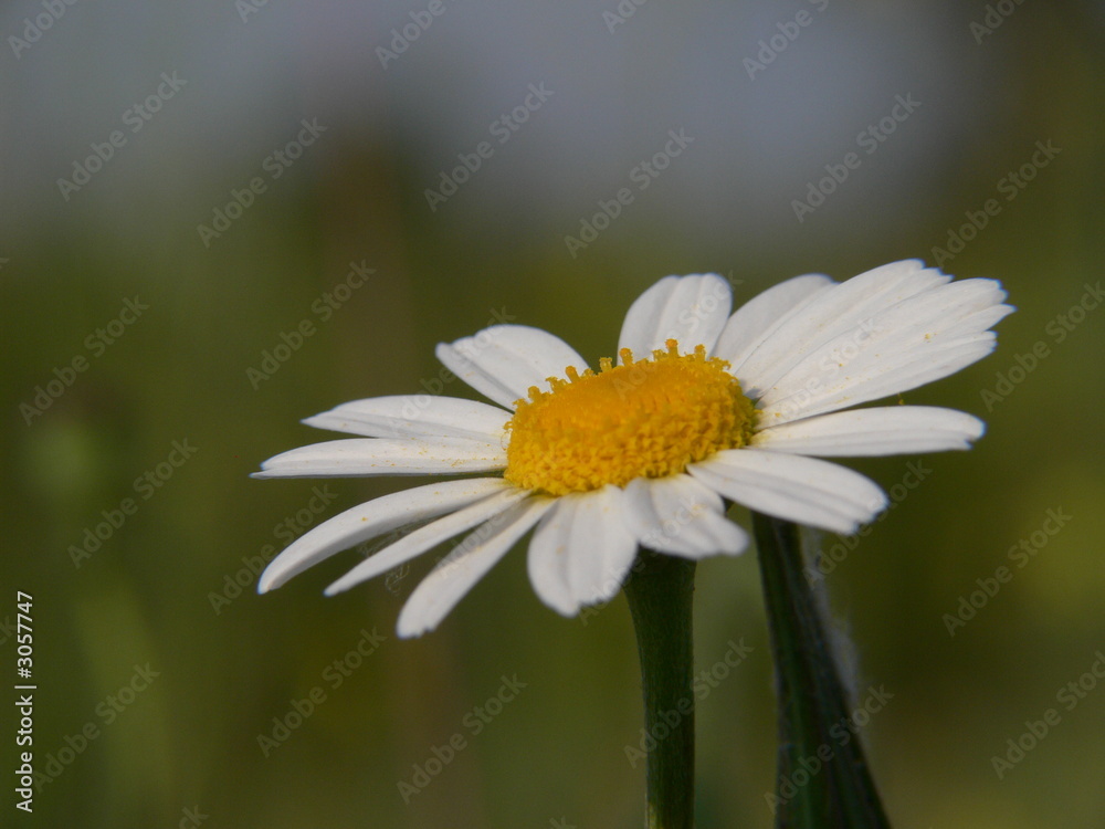 Fototapeta premium petite marguerite