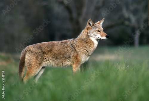 Canvas Print coyote in the cove