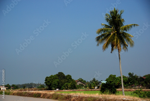 coconut tree and paddy field