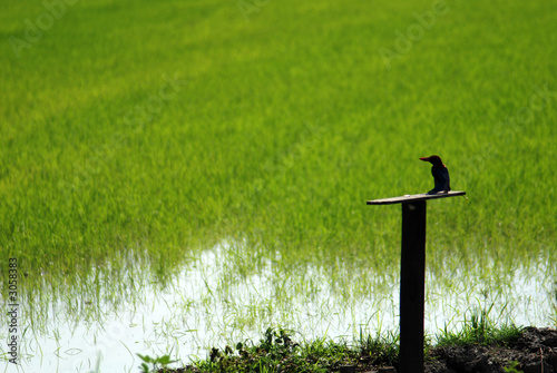 king fisher and paddy field