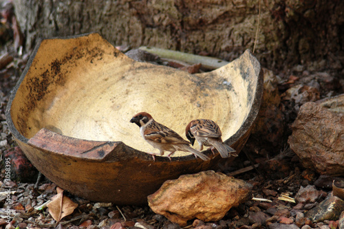 sparrows eating rice