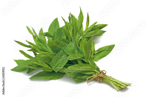 Εκτύπωση καμβά spearmint