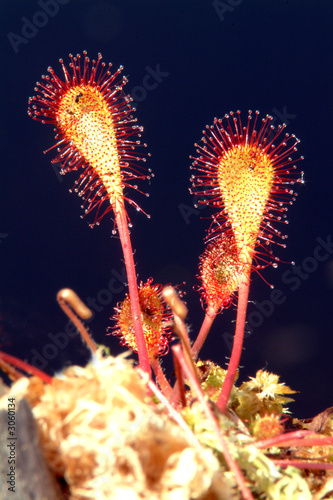 drosera longifolia