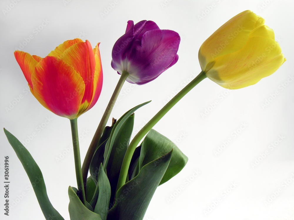 Fototapeta premium spring nice tulips