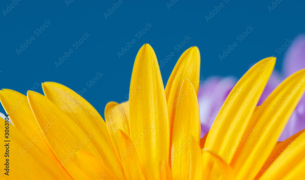 Obraz premium yellow sunflower on blue