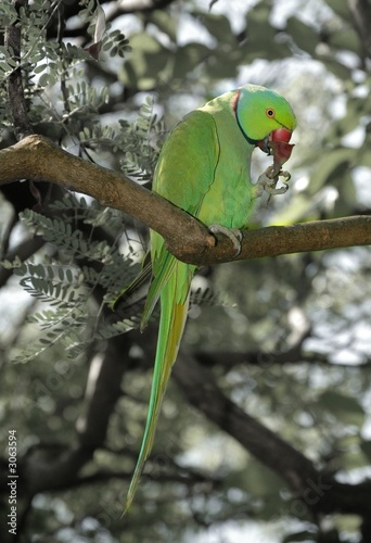 green parrot