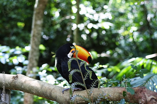 toucan in the wild on tree trunk